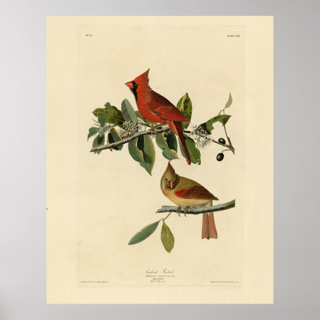 Poster Le cardinal Grosbeak de Audubon's Birds of America (Devant)