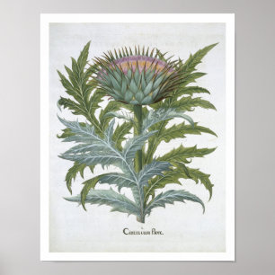 Poster Le Cardoon, du "Hortus Eystettensis" de Bas