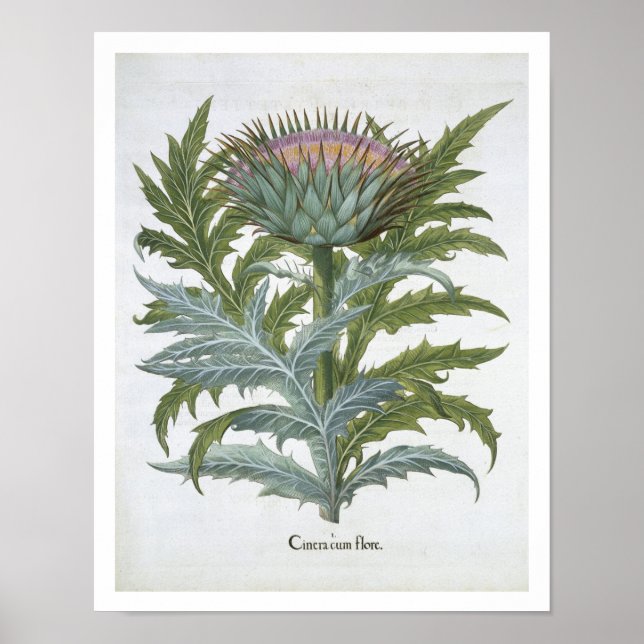 Poster Le Cardoon, du "Hortus Eystettensis" de Bas (Devant)