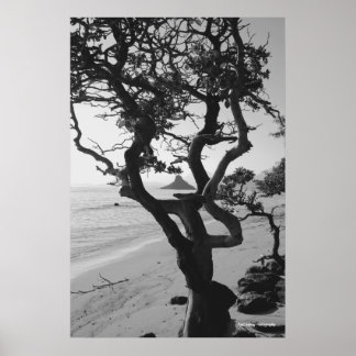 Poster Le Casquette chinois