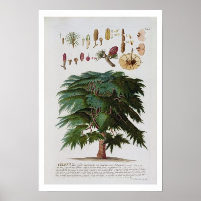 Poster Le cèdre, gravé par Johann Jakob Haid (1704-67) (Devant)