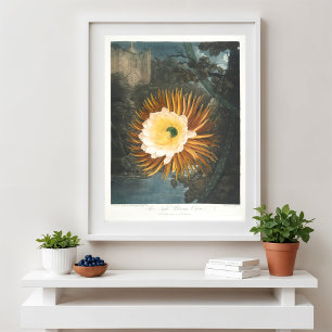 Poster Le Cereus à floraison nocturne (1799–1807)