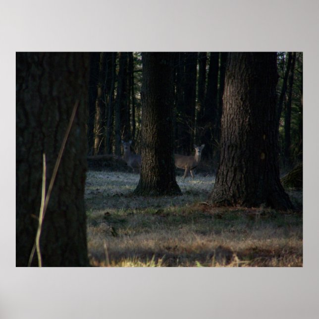 Poster Le cerf caché (Devant)