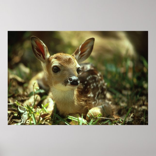 Poster Le cerf de Virginie (Devant)