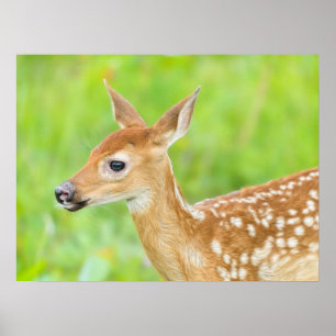 Poster Le cerf de Virginie   Minnesota