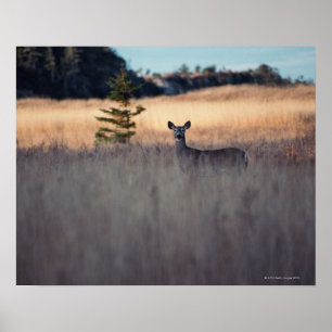 Poster Le cerf sur le terrain