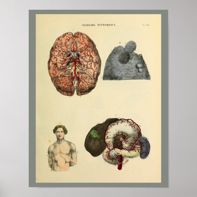 Poster Le cerveau humain Intestins Anatomie Art Imprimer (Devant)