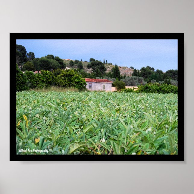Poster Le Champ d'Artichauts (Devant)