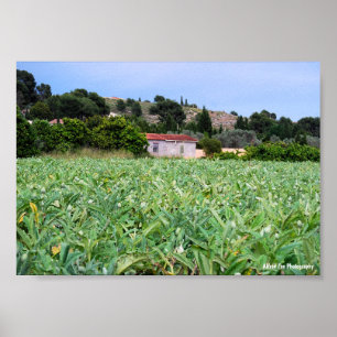 Poster Le Champ d'Artichauts