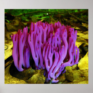 Poster Le champignon de corail violet Clavaria Zollingeri