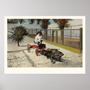 Poster Le chariot de l'Express Alligator