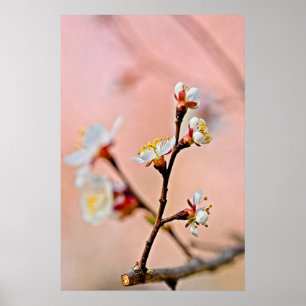 Poster Le charme des fleurs japonaises d'abricot