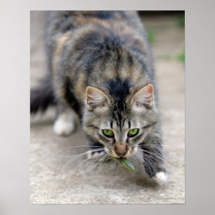Poster le chat a attrapé un lézard