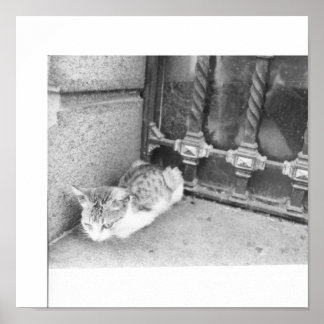 Poster Le chat de rue Argentine