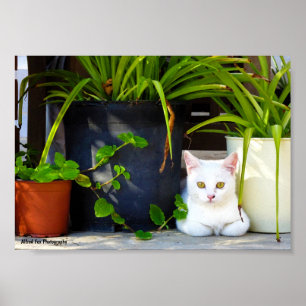 Poster Le Chat Parmi les Plantes