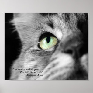 Poster Le chat photogénique