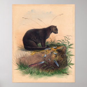 Poster Le chat Yaguarundi par Joseph Wolf