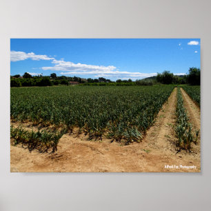 Poster Le chemin à travers le champ d'oignons