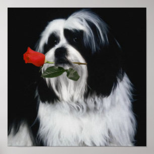 Poster Le chien Shih Tzu