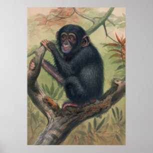 Poster Le chimpanzé de Joseph Wolf
