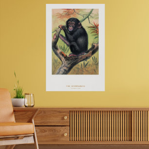 Poster Le Chimpanzé, Esquisses Zoologiques,
