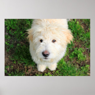 Poster Le Chiot De Goldendoodle En Regardant La Caméra
