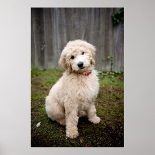 Poster Le Chiot De Goldendoodle S'Assis Dans L'Herbe