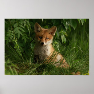 Poster Le chou renard dans une forêt verte