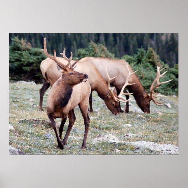 Poster Le club Elks (Devant)