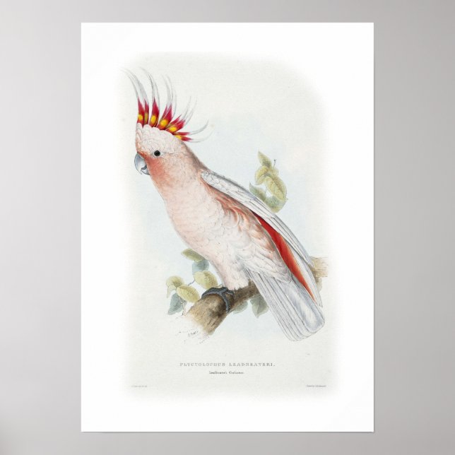 Poster Le cockatoo de Leadbeater (Devant)