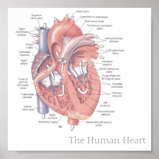 Poster Le coeur humain