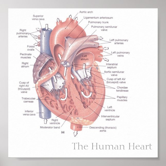 Poster Le coeur humain (Devant)