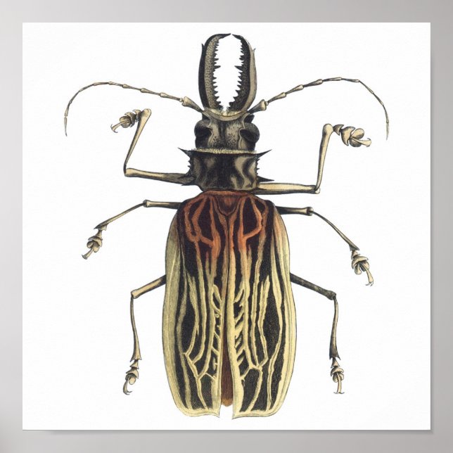 Poster Le coléoptère à longue corne, Prionus Cervicornis (Devant)