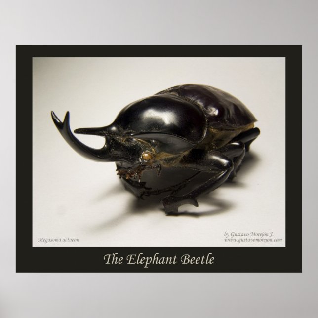 Poster Le coléoptère éléphant (Devant)