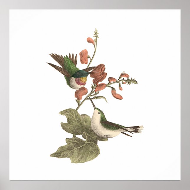 Poster Le colibri à gorge rouge ou à gorge rubis (Devant)