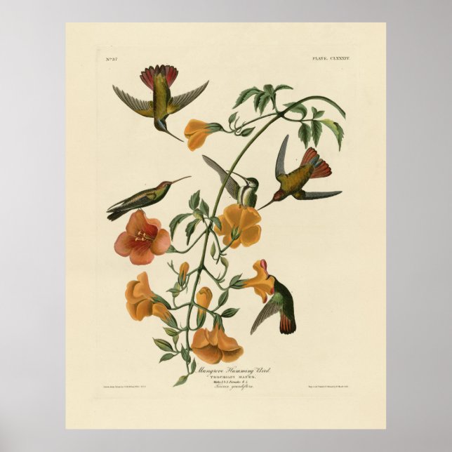 Poster Le colibri mangue des oiseaux d'Amérique d'Audubon (Devant)