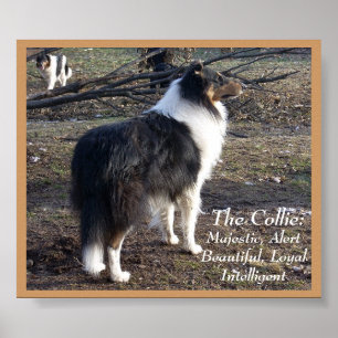 Poster Le Collie :