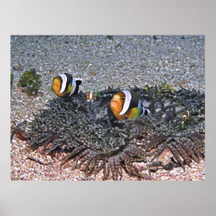 Poster Le corégone de Clarke