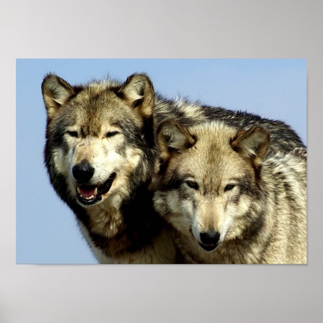 Poster Le couple Alpha Wolf (Devant)