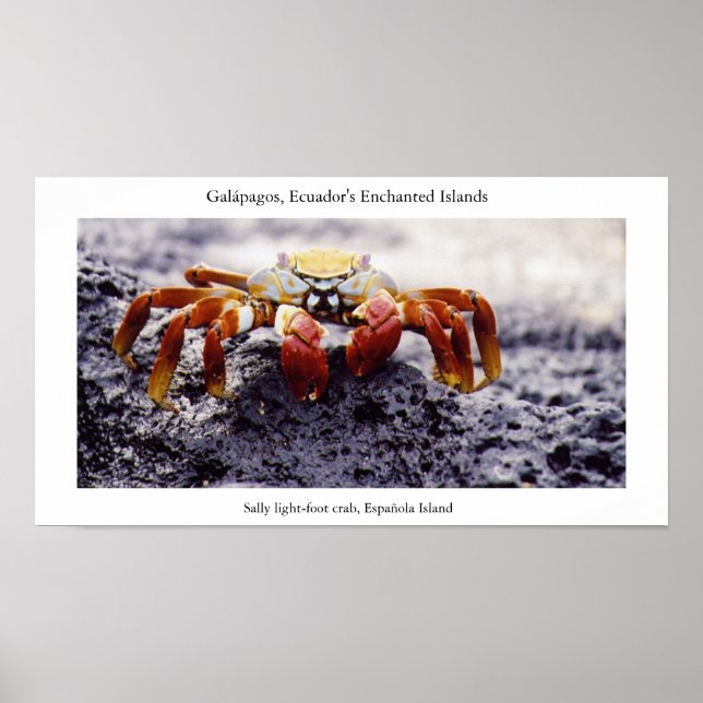 Poster Le crabe des pieds légers de Sally, en attente de  (Devant)