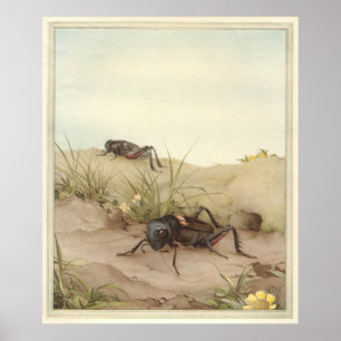 Poster LE CRICKET DE CHAMP - Illustration du livre d'inse