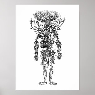 Poster Le cru humain d'anatomie d'artères