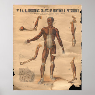 Poster Le cru Muscles le diagramme 1906 d'anatomie