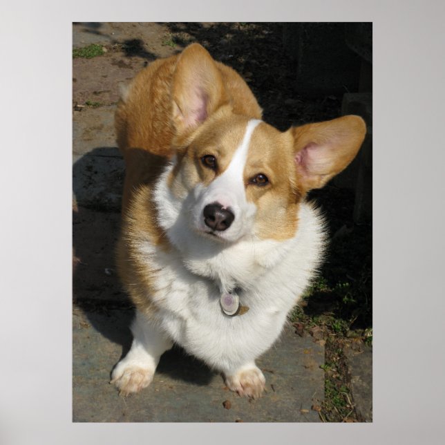 Poster Le Curieux Corgi (Devant)