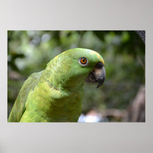 Poster Le Curieux Parrot