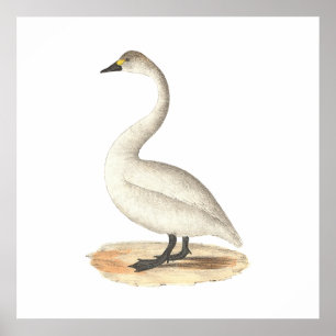 Poster Le cygne américain (Cygnus americanus)