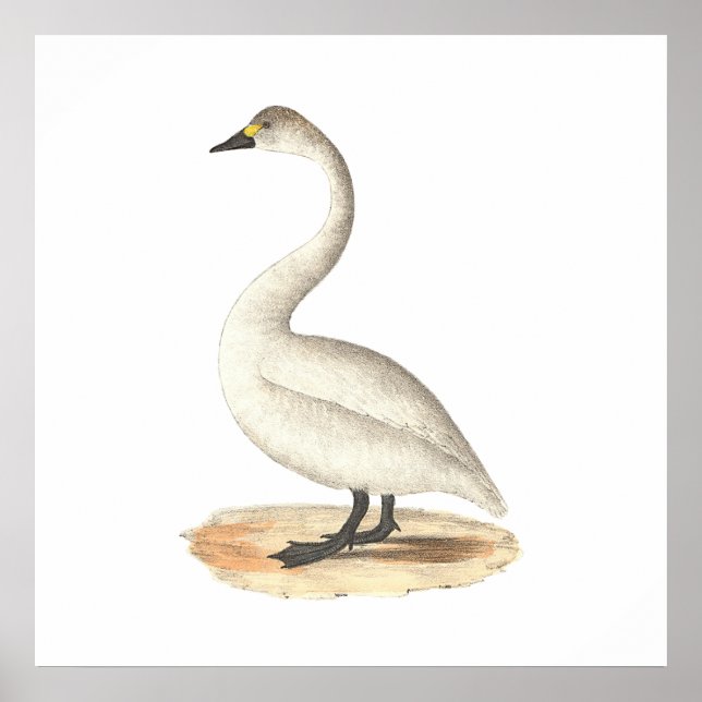 Poster Le cygne américain (Cygnus americanus) (Devant)