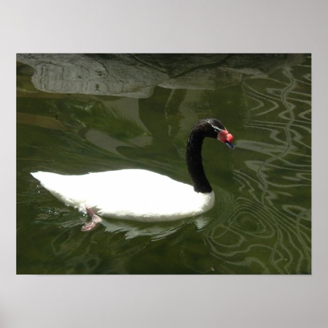 Poster Le cygne blanc (Devant)