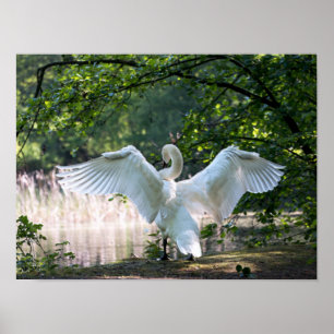 Poster Le cygne se propage