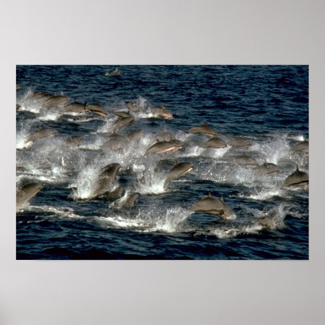 Poster Le dauphin de Fraser (Devant)